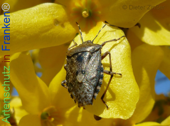 Bild zum Eintrag (1138970-160)