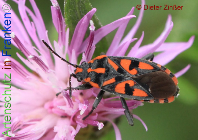 Bild zum Eintrag (1138974-160)