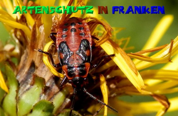 Bild zum Eintrag (1138975-160)