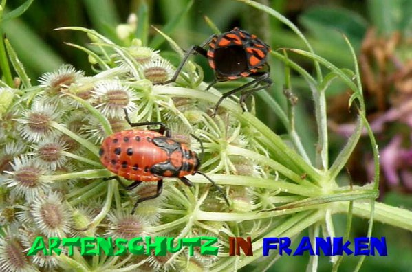 Bild zum Eintrag (1138976-160)