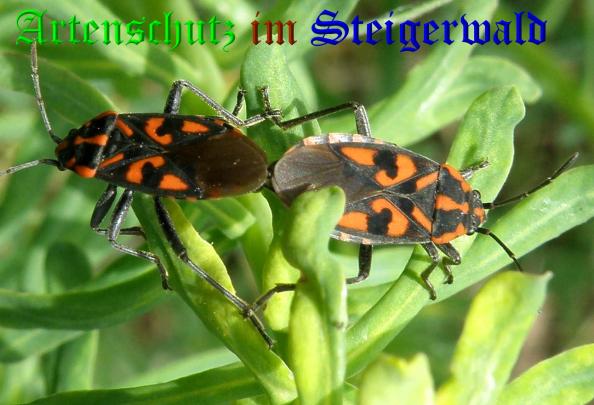 Bild zum Eintrag (1138979-160)