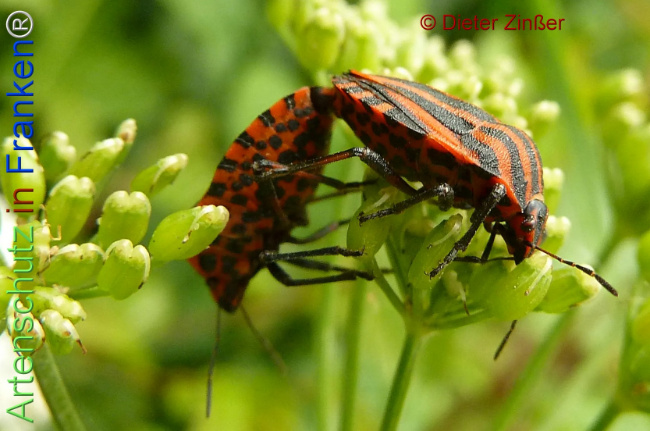 Bild zum Eintrag (1138993-160)