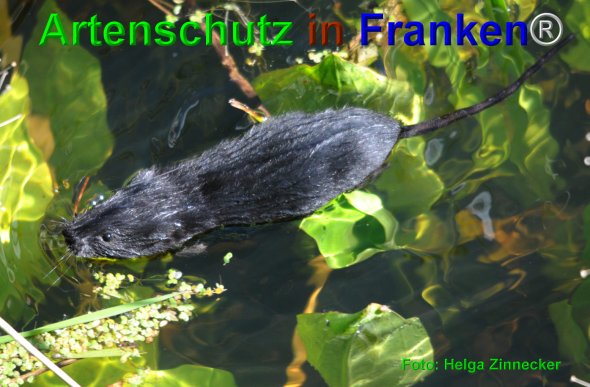 Bild zum Eintrag (1139180-160)