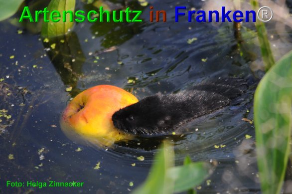 Bild zum Eintrag (1139181-160)