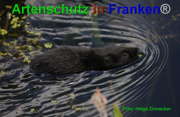 Bild zum Eintrag (1139182-160)