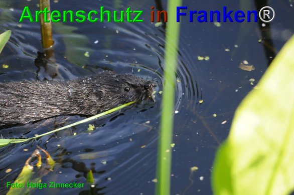 Bild zum Eintrag (1139183-160)