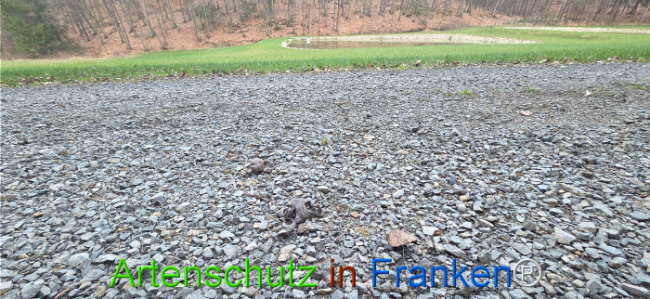 Bild zum Eintrag (1139243-160)