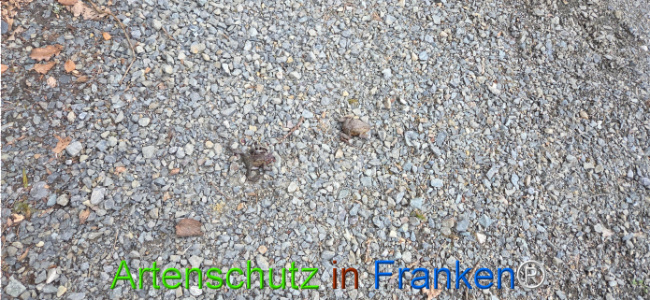 Bild zum Eintrag (1139248-160)