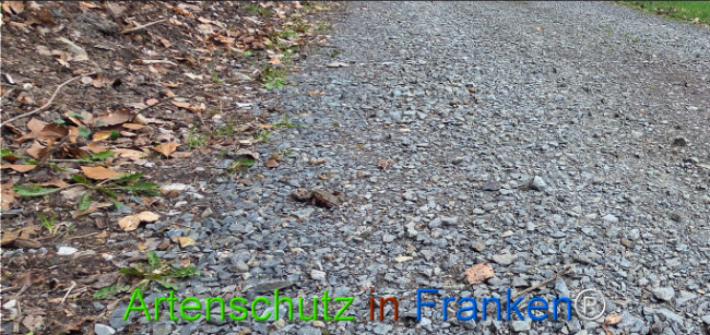 Bild zum Eintrag (1139251-160)