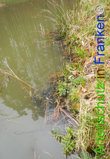 Bild zum Eintrag (1139284-160)