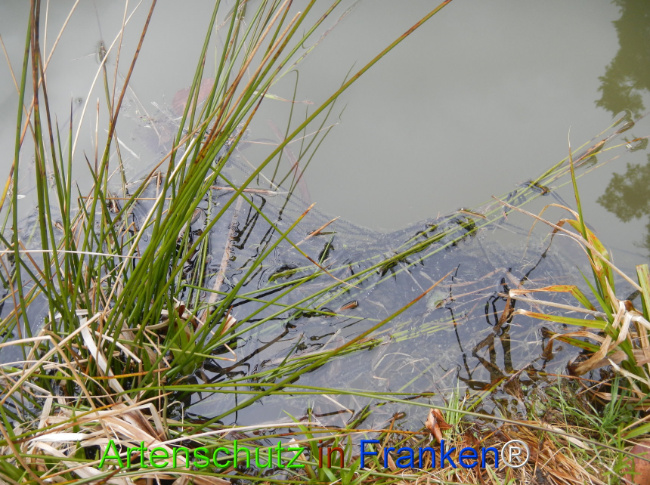 Bild zum Eintrag (1139285-160)