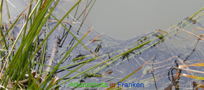 Bild zum Eintrag (1139286-160)