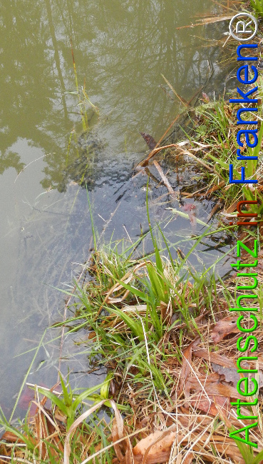 Bild zum Eintrag (1139287-160)