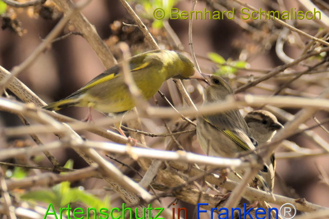 Bild zum Eintrag (1139312-160)