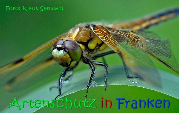 Bild zum Eintrag (1139326-160)