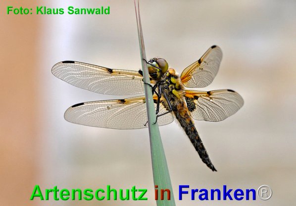 Bild zum Eintrag (1139328-160)