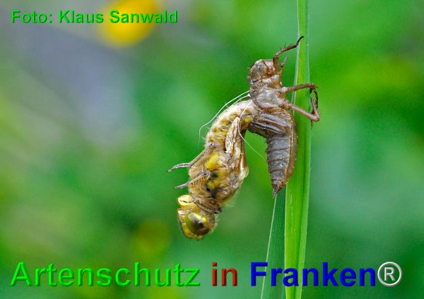 Bild zum Eintrag (1139329-160)