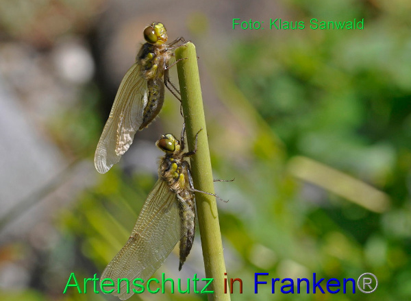 Bild zum Eintrag (1139330-160)