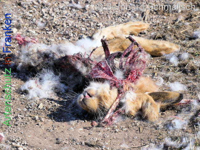 Bild zum Eintrag (1139493-160)