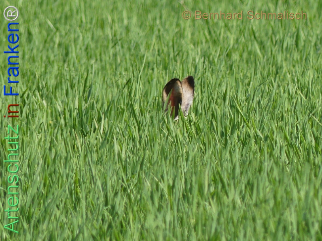 Bild zum Eintrag (1139494-160)