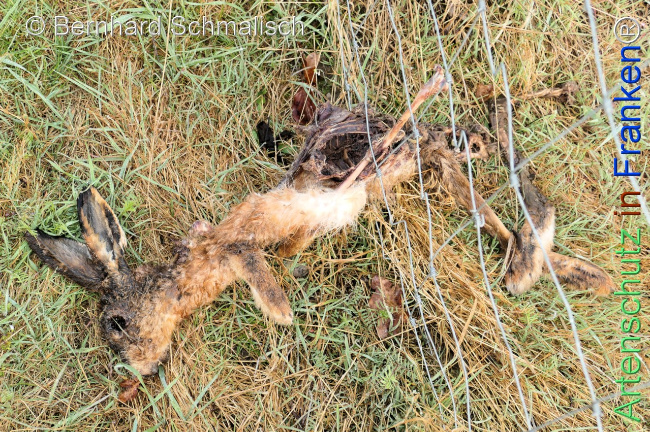 Bild zum Eintrag (1139504-160)