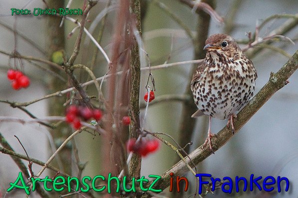 Bild zum Eintrag (1139532-160)