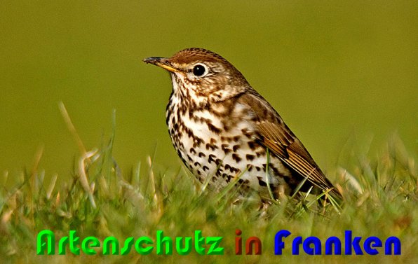 Bild zum Eintrag (1139533-160)