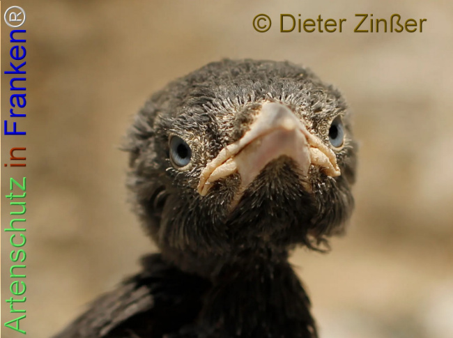 Bild zum Eintrag (1139564-160)