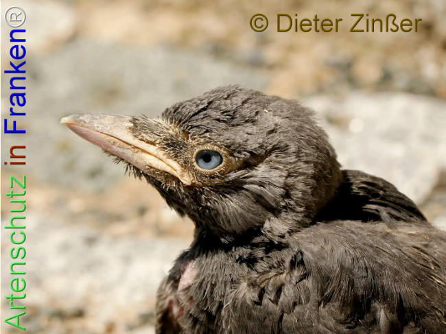 Bild zum Eintrag (1139570-160)