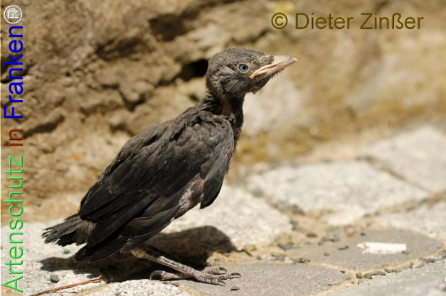 Bild zum Eintrag (1139571-160)