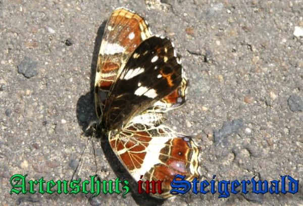 Bild zum Eintrag (1139635-160)