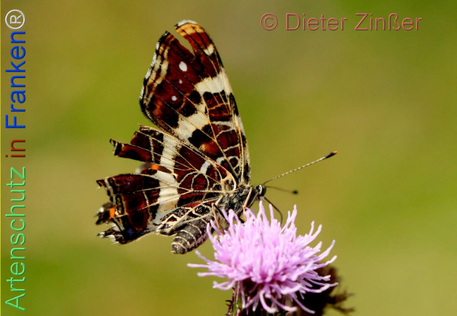 Bild zum Eintrag (1139638-160)