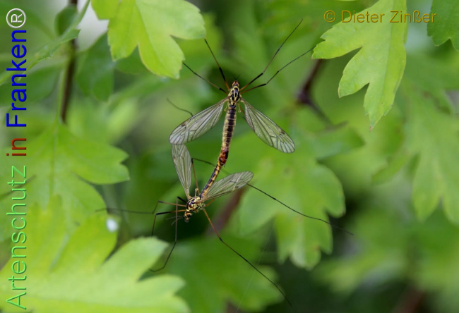 Bild zum Eintrag (1139768-160)