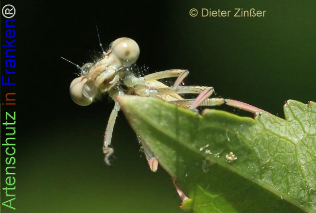 Bild zum Eintrag (1139788-160)