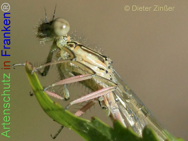 Bild zum Eintrag (1139789-160)