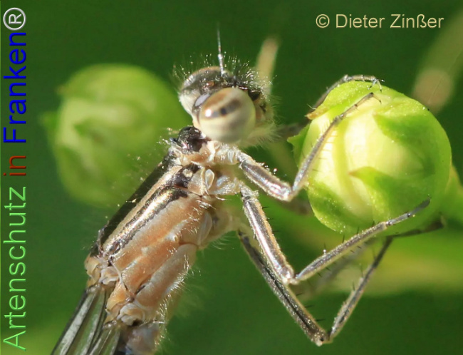 Bild zum Eintrag (1139791-160)