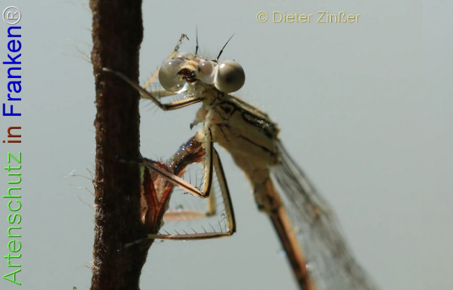 Bild zum Eintrag (1139792-160)
