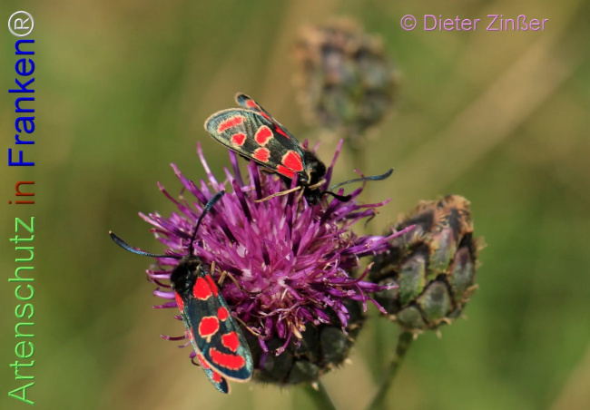 Bild zum Eintrag (1139844-160)