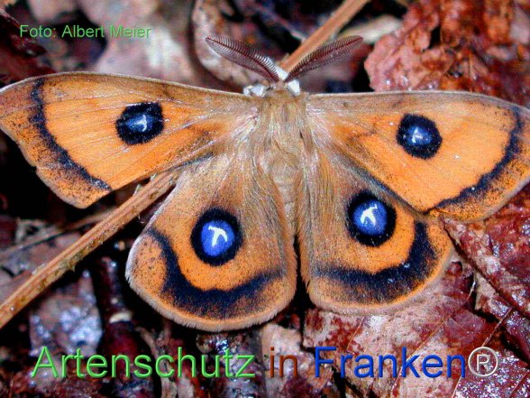 Bild zum Eintrag (1139865-160)