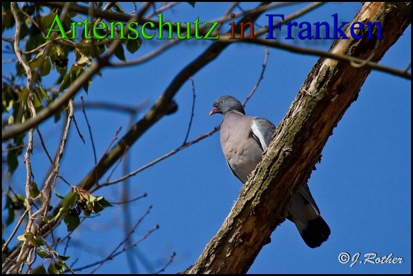 Bild zum Eintrag (1139881-160)