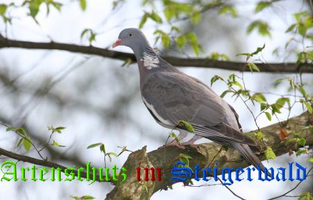 Bild zum Eintrag (1139882-160)