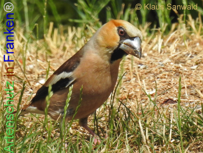 Bild zum Eintrag (1140031-160)