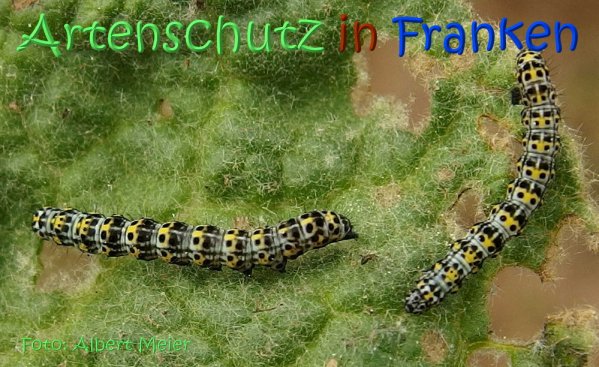 Bild zum Eintrag (1140132-160)