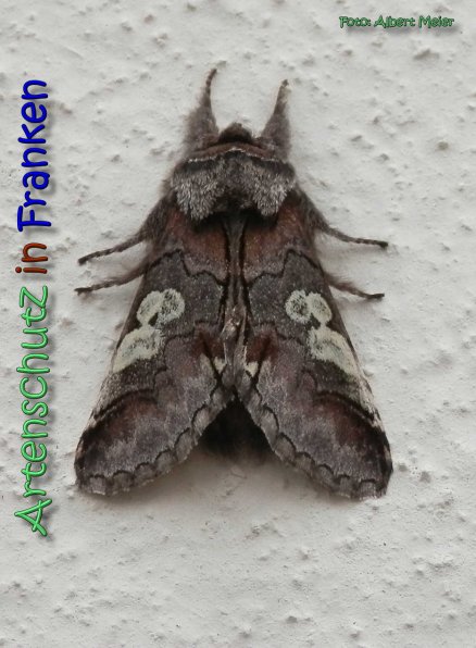 Bild zum Eintrag (1140153-160)