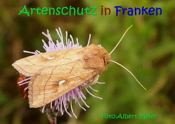 Bild zum Eintrag (1140161-160)