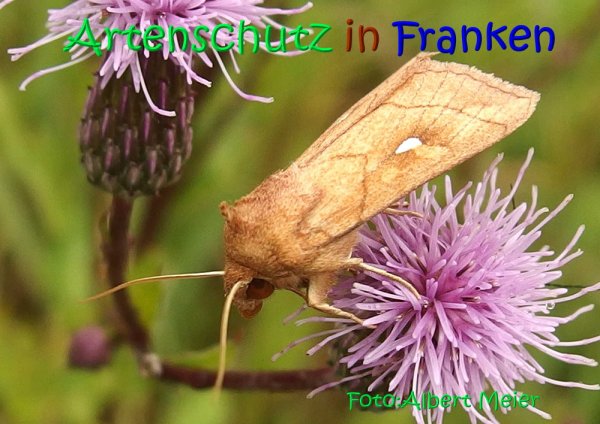 Bild zum Eintrag (1140163-160)