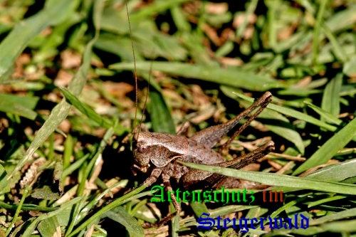 Bild zum Eintrag (1140318-160)