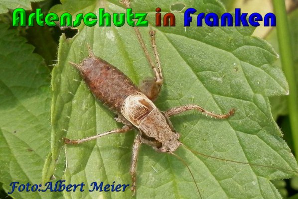 Bild zum Eintrag (1140321-160)