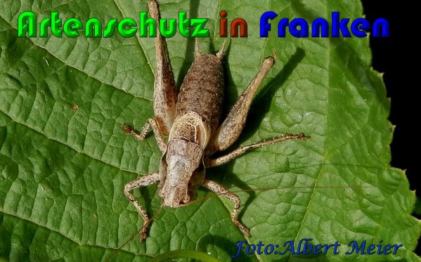 Bild zum Eintrag (1140323-160)