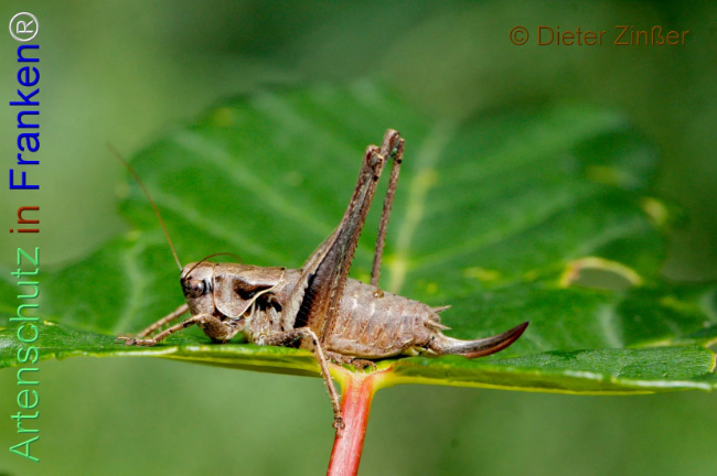 Bild zum Eintrag (1140326-160)